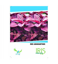 Iris Imported Amaranthus / Rajgiri Red  15 Seeds